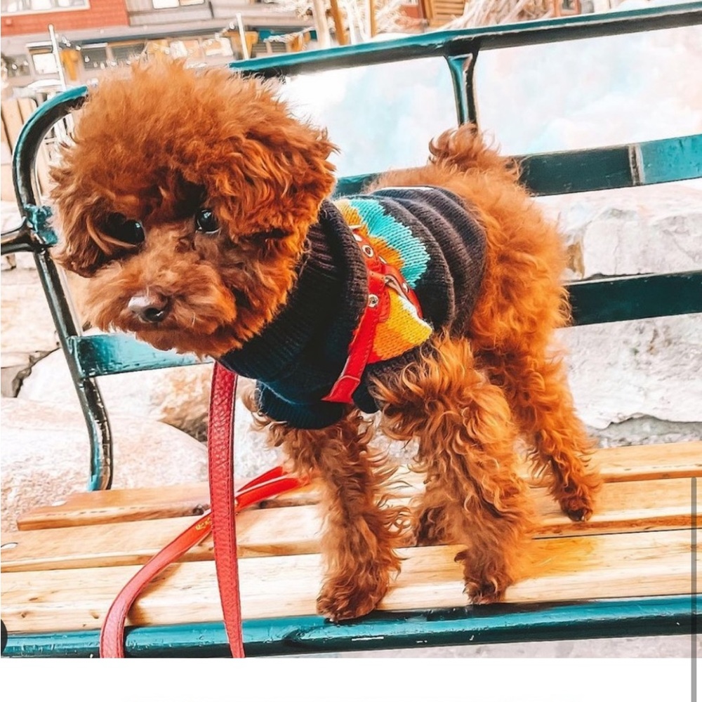 🐾 GF PET Authentic Multicolor Summit Sweater - Picture 11 of 11